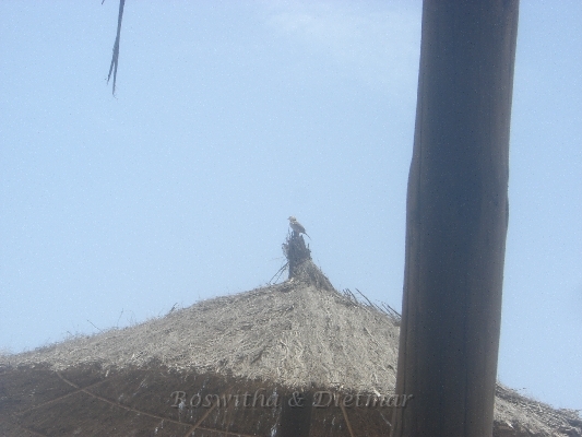 23 CIMG7534.JPG - ein Spatz