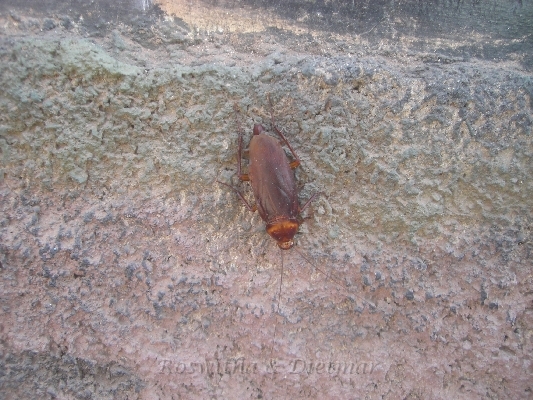 CIMG7136.JPG - eine Kakerlake