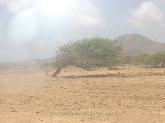 CIMG7179.JPG - ein typischer Baum - wegen dem staendingen "Passat Wind"