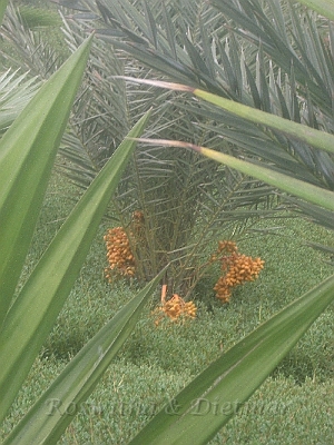 16 CIMG7222.JPG - Früchte an Palmen