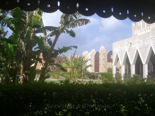 17 CIMG7016.JPG - Bananenstauden