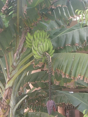 19 CIMG7224.JPG - Bananenstaude mit Frucht und Bluete