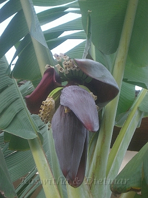 20 CIMG7226.JPG - Bananenstaude mit Frucht und Bluete